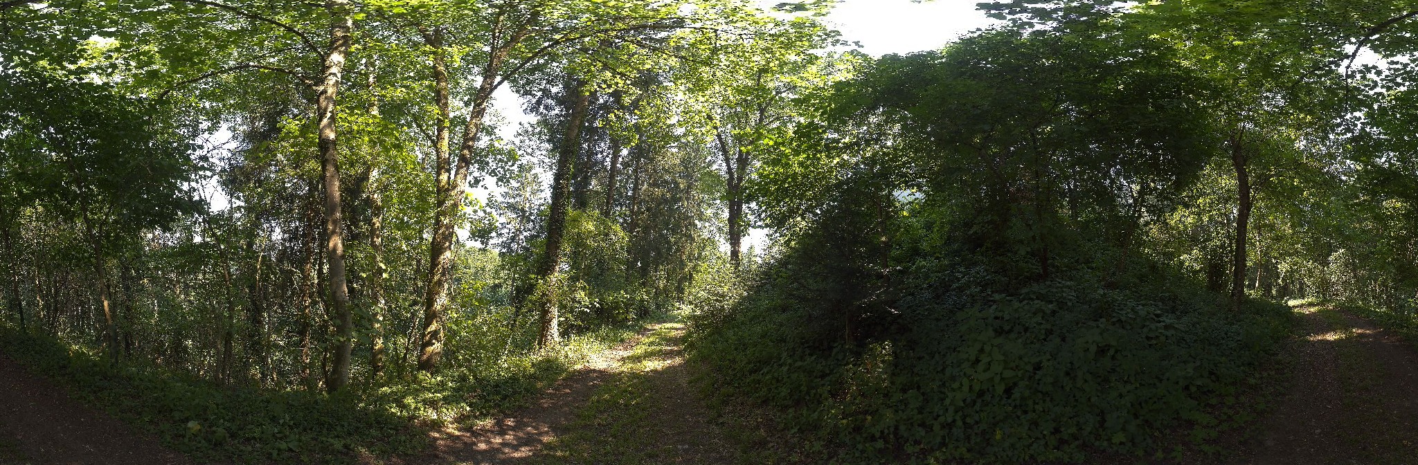 Panorama ScanPos242
